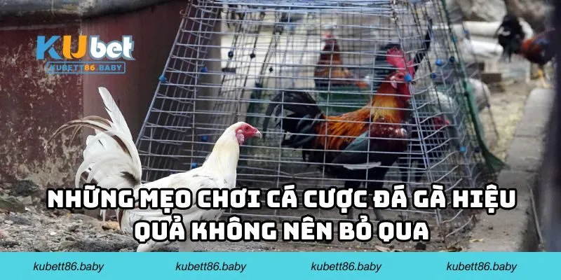 Những mẹo chơi cá cược đá gà hiệu quả không nên bỏ qua 