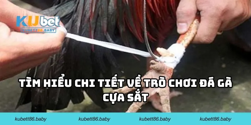 Tìm hiểu chi tiết về trò chơi đá gà cựa sắt